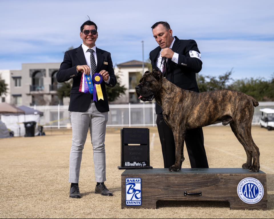 Arizona working Cane Corso’s for Rehoming and Adoption