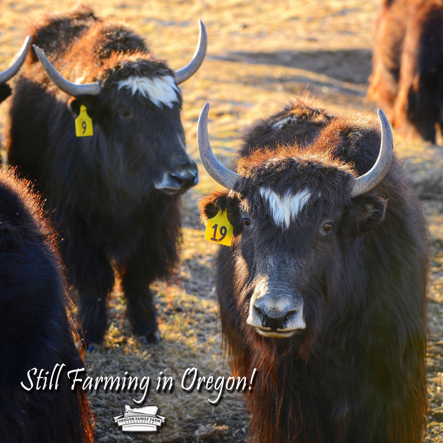 Y is for Yaks! Pine... - Oregon Family Farm Association | Facebook