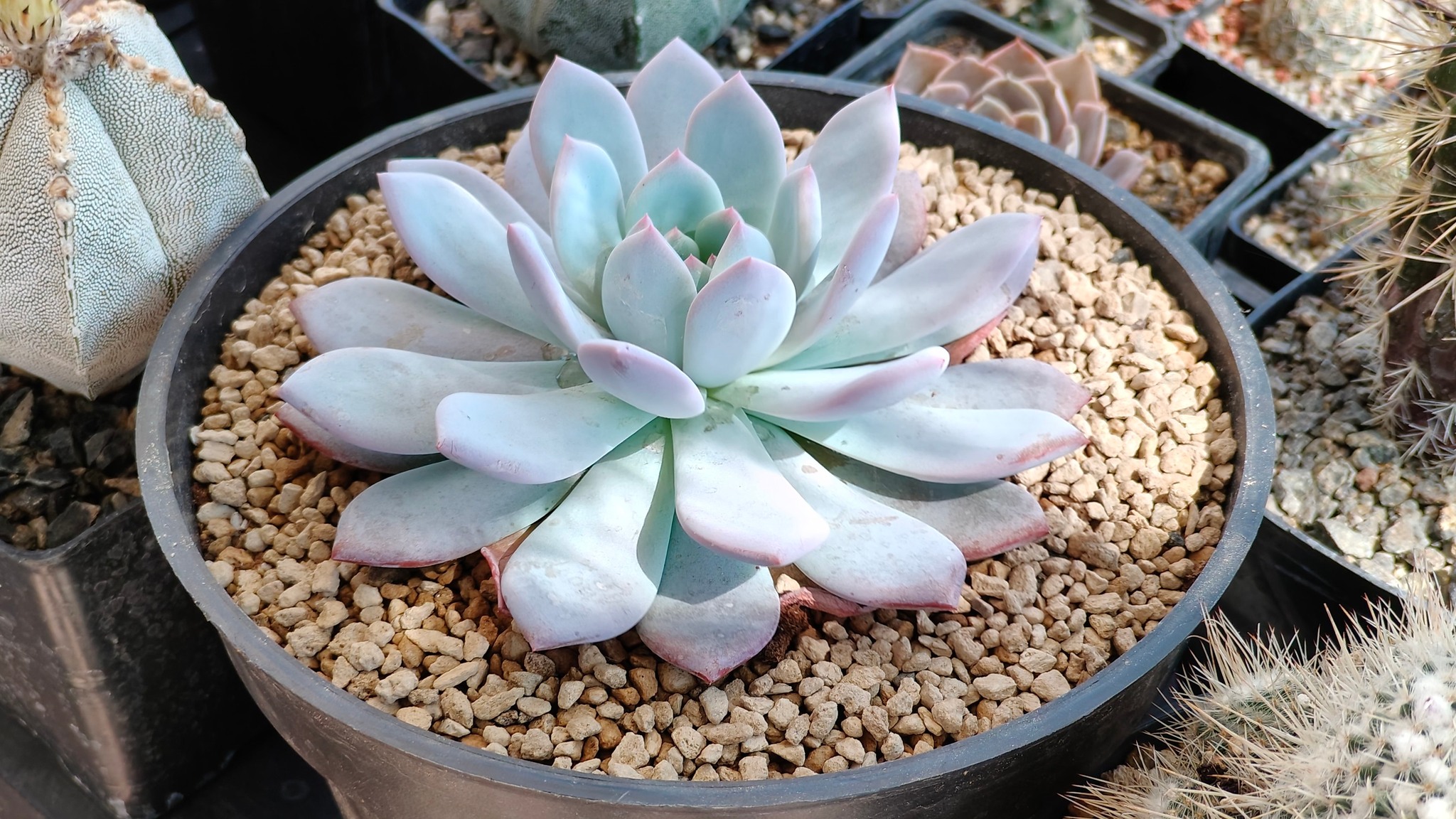 Cactus Alegria