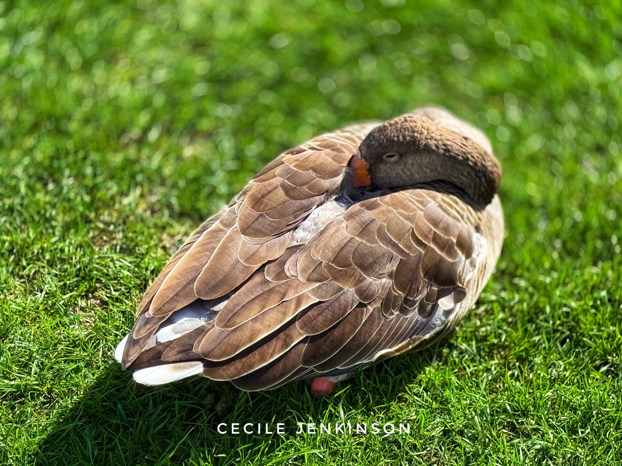 Cecile - The Greylag Goose-the most common native goose in the UK and ...