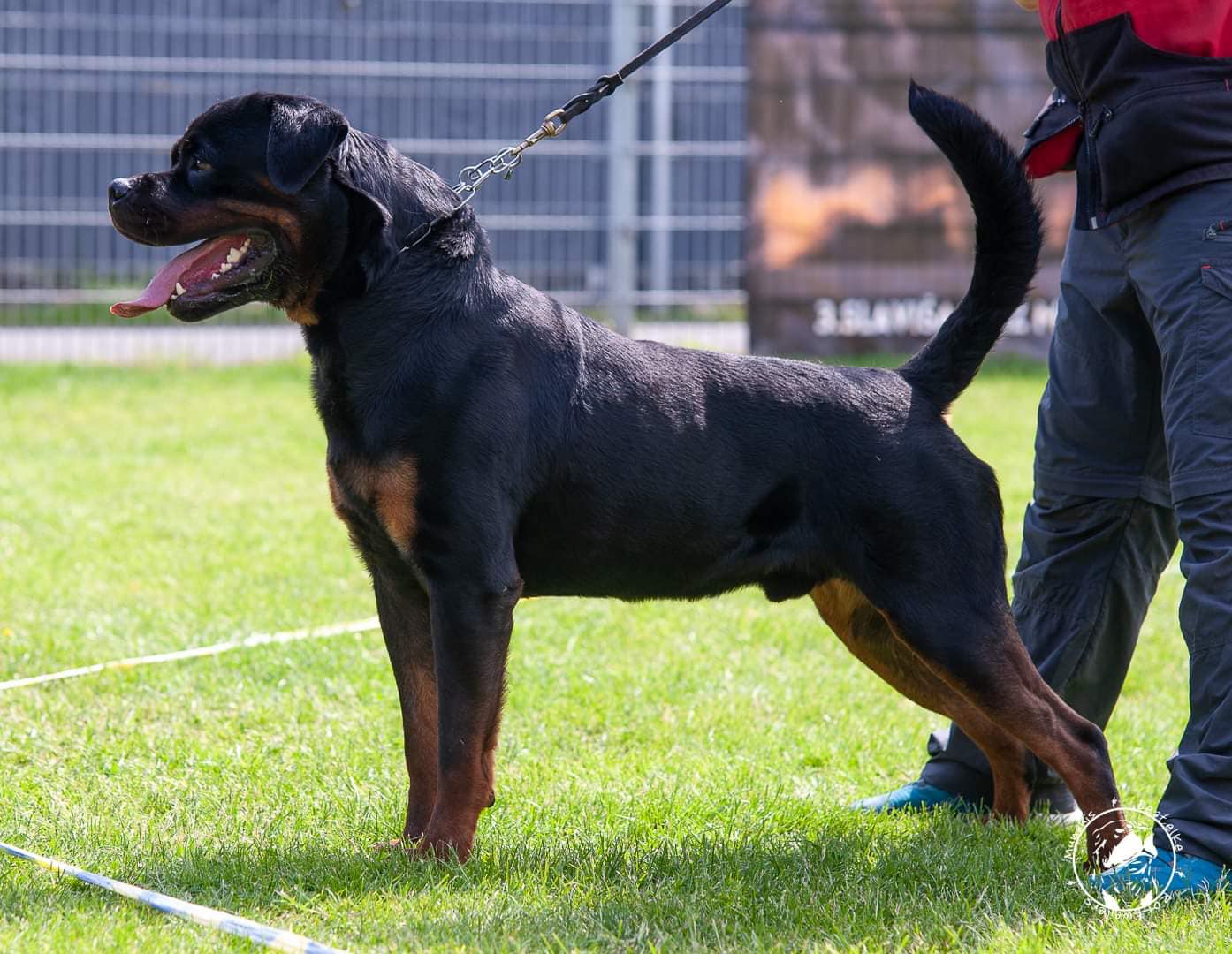 Rottweiler - 🇮🇹Hocto vom Blukenaghen HD B ED BL; Jlpp N/N; DNA;BH; IGP ...