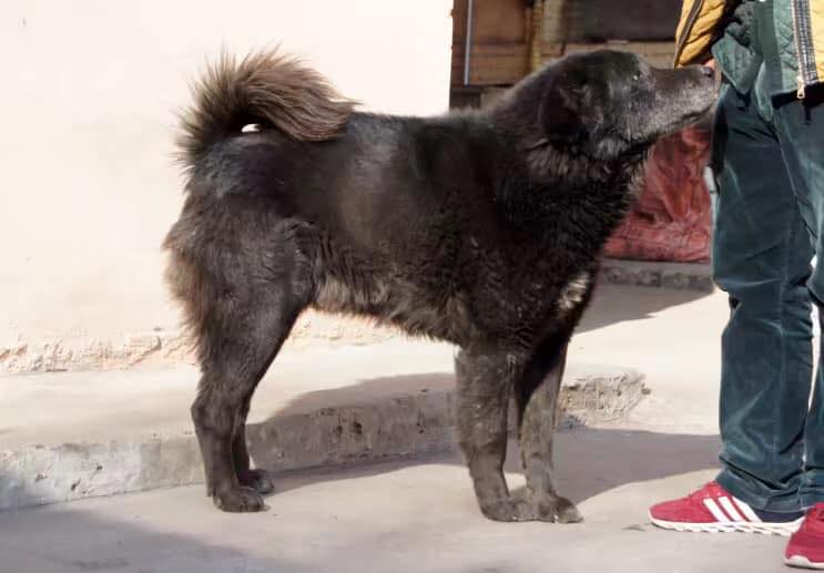 中国太行犬 Chinese Taihang Mountain Dog