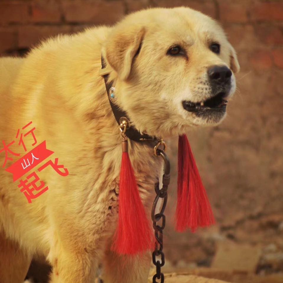 中国太行犬 Chinese Taihang... - 中国太行犬 Chinese Taihang Mountain Dog