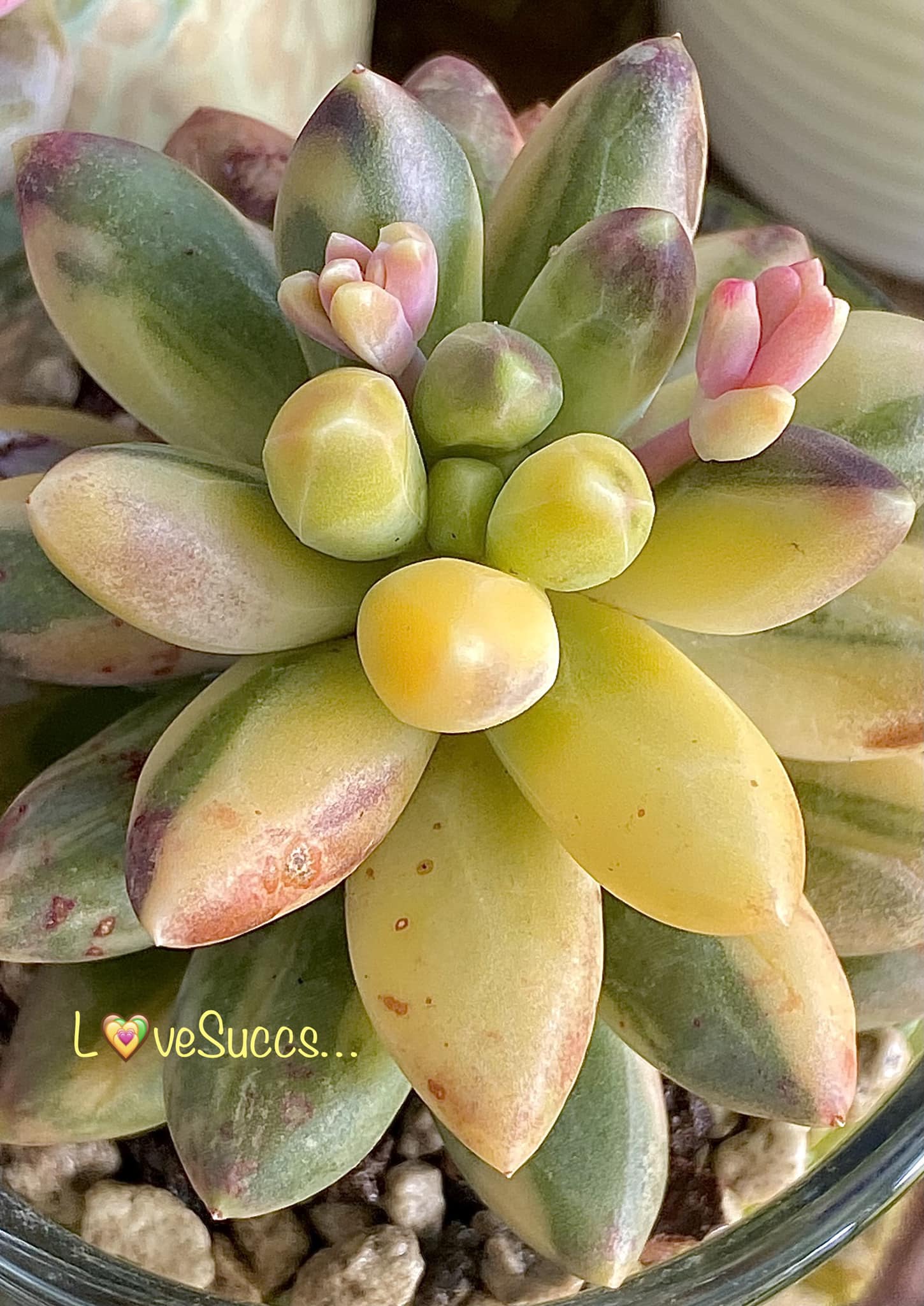 Have a great week? Plant : Platycerium Pewchan (Veitchii silver x 