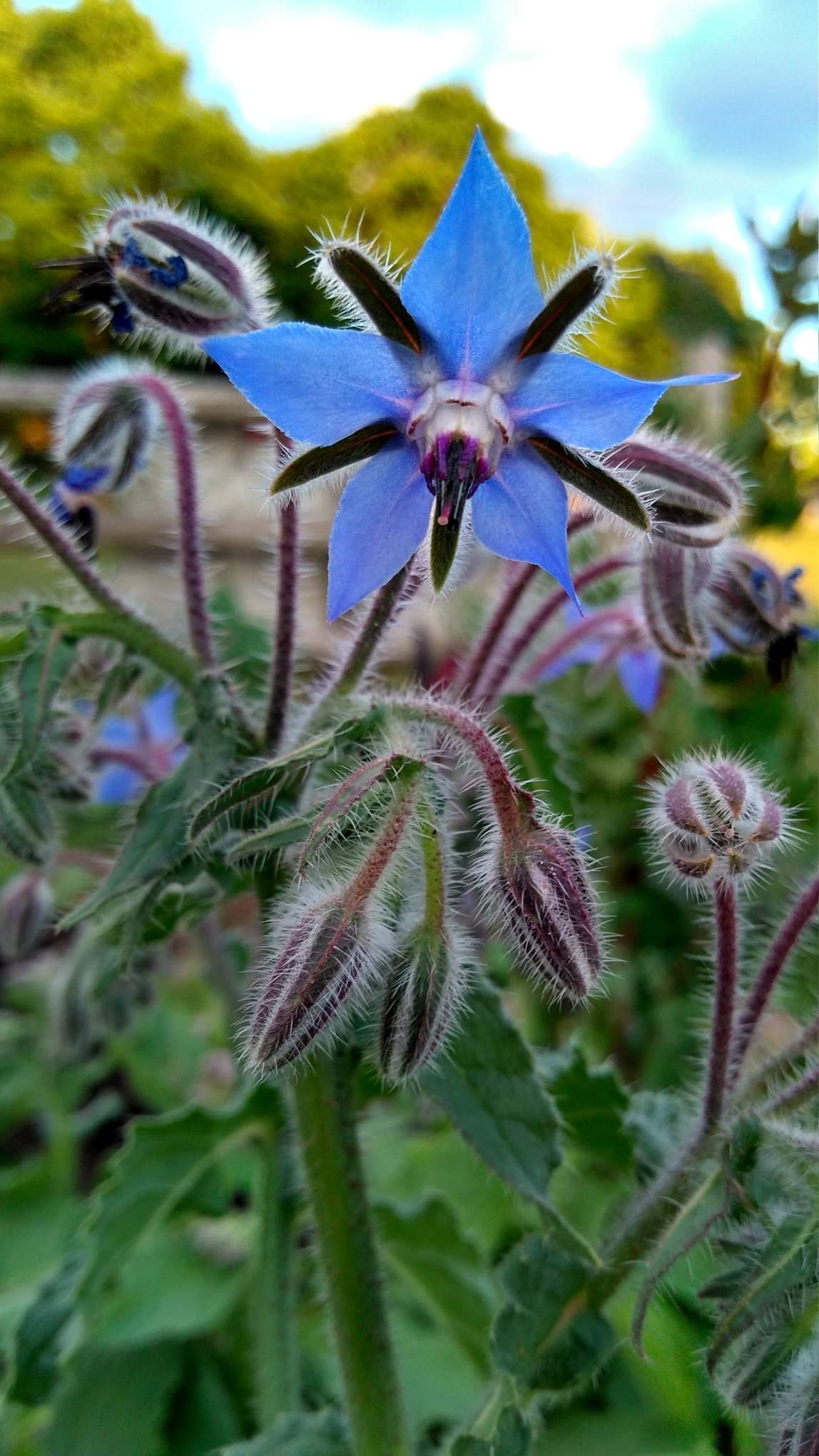 Dallington... - Dallington Pollinators Community Garden