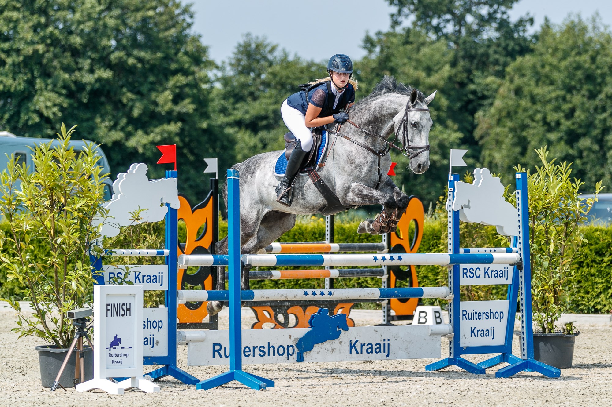 Springen paarden