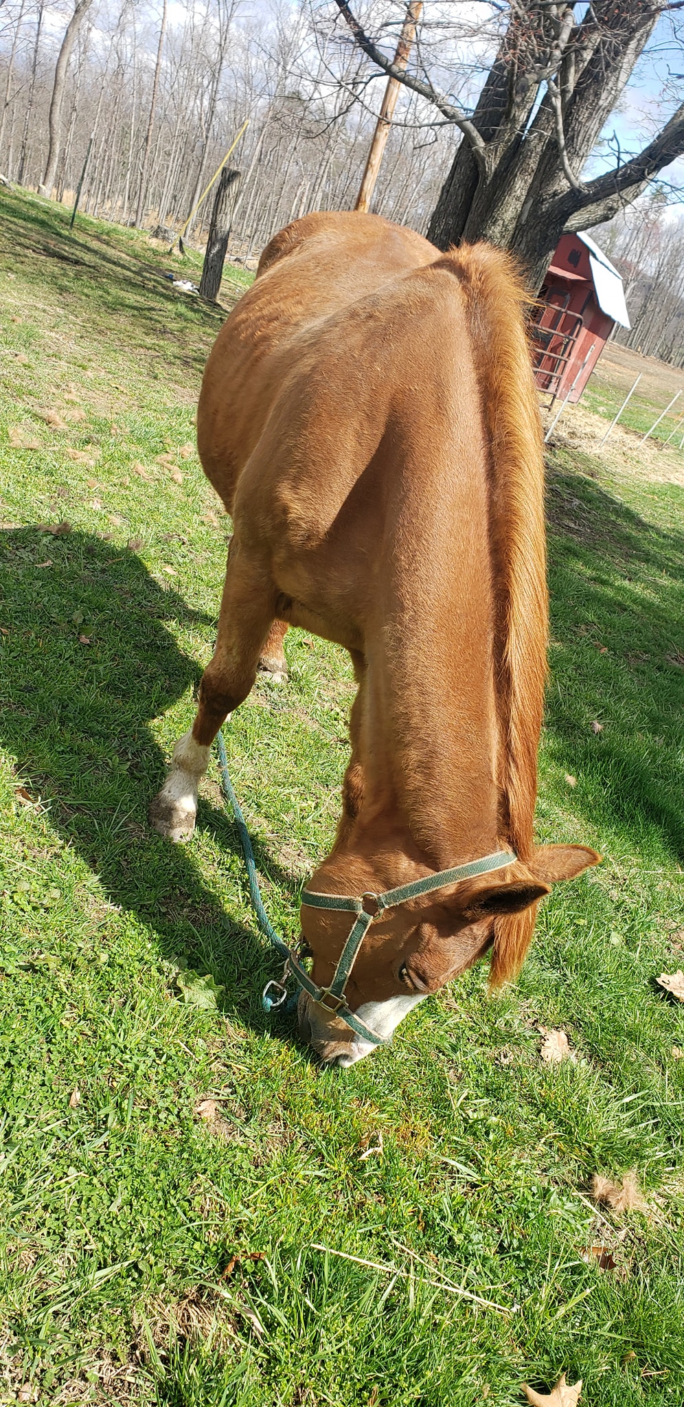 Cross Arrows Ranch