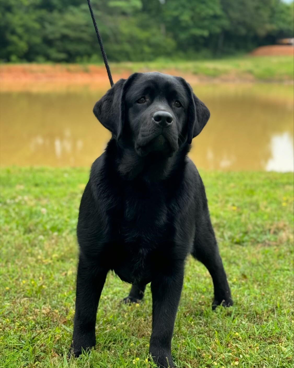 Tried & True Labradors