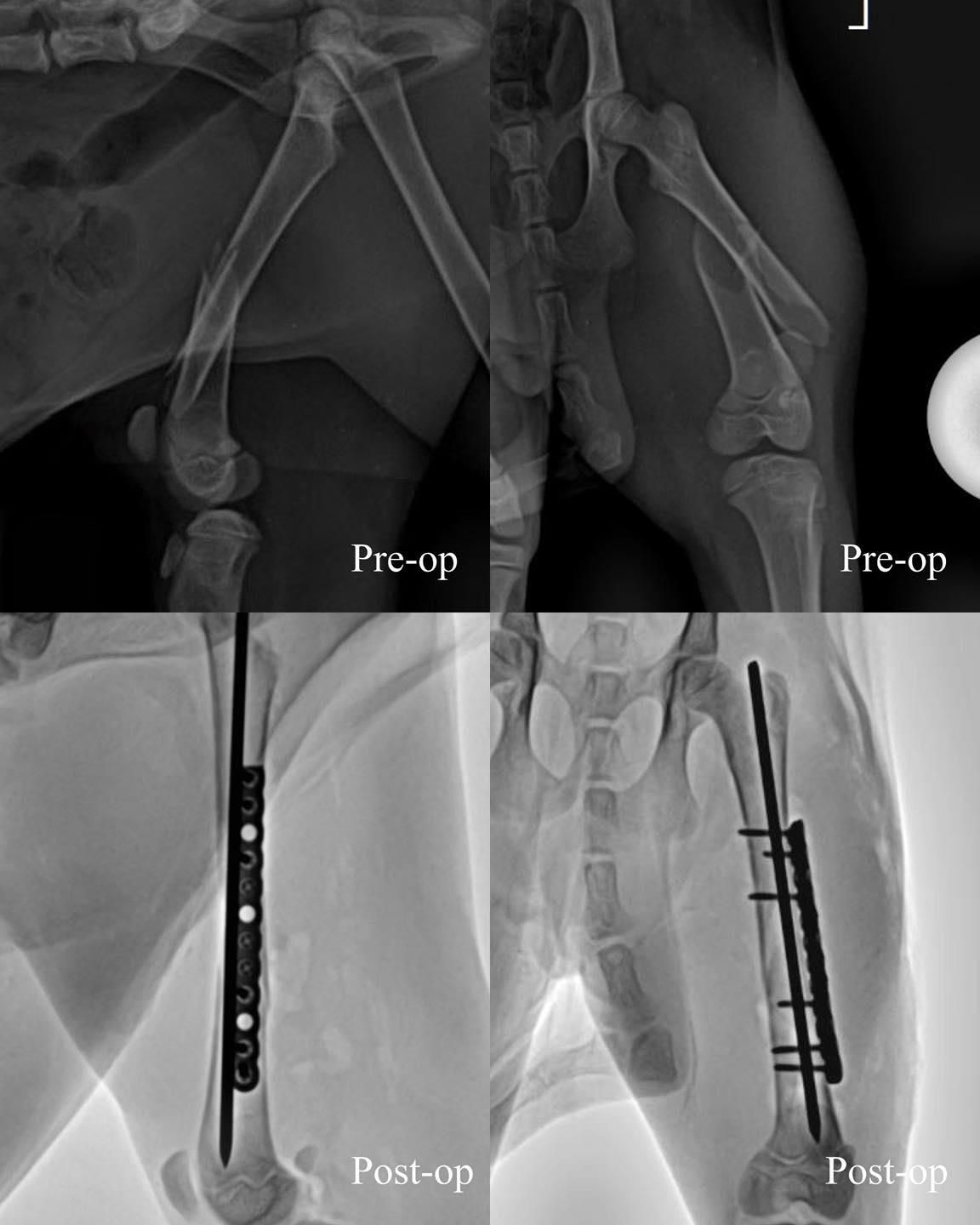 UCVC - Open Reduction and Internal Fixation (ORIF) surgery using a pin ...