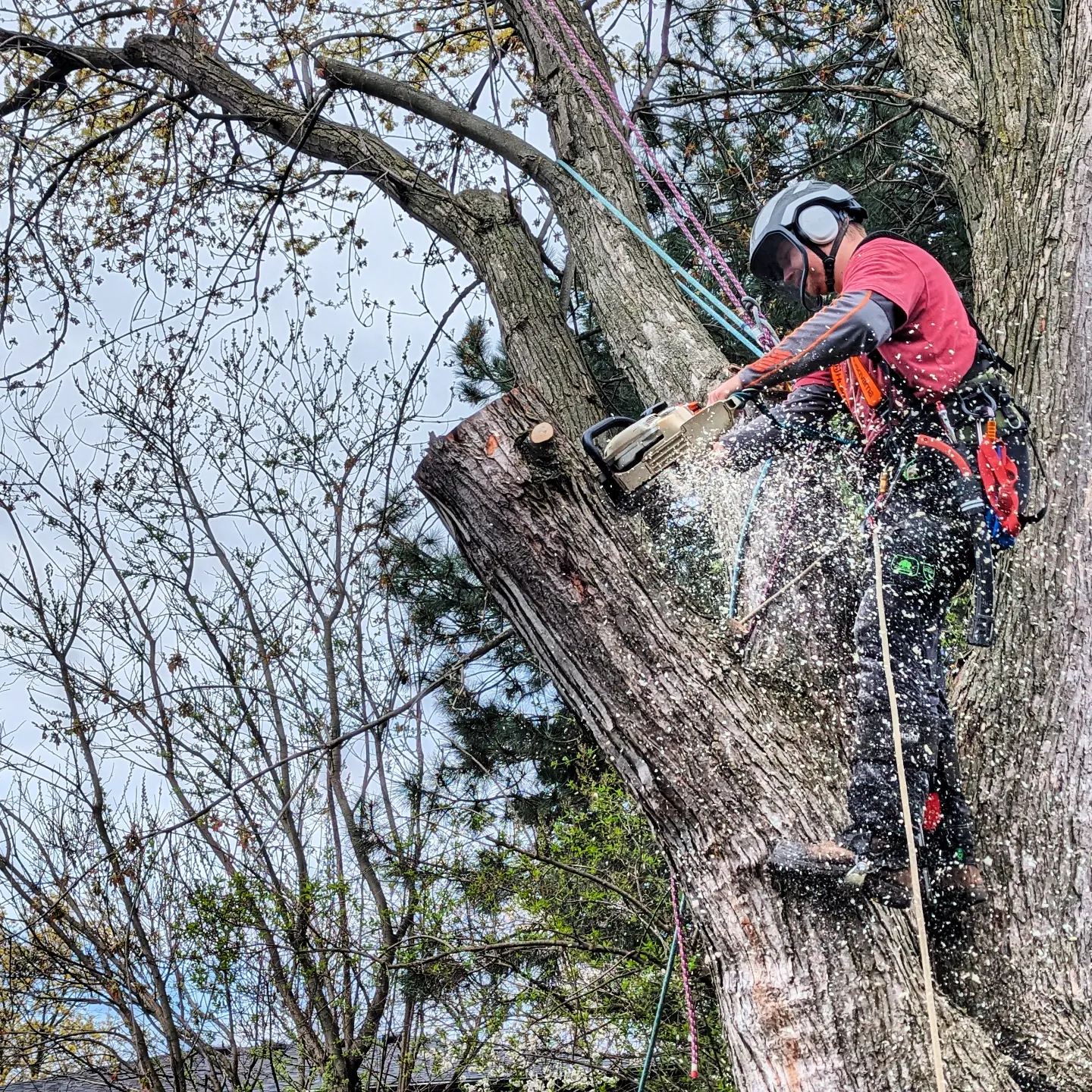 BigLeaf Tree Service | Toronto ON
