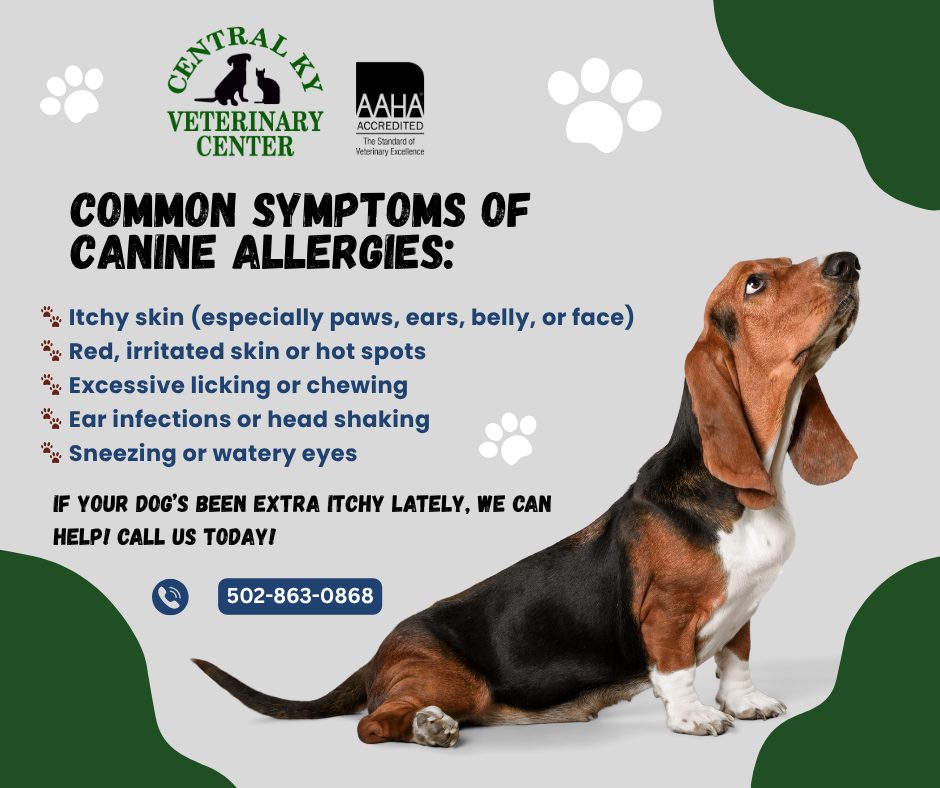 Picture of Central - 🐶🌸 Allergy season is in full swing — and we’re seeing lots of ...