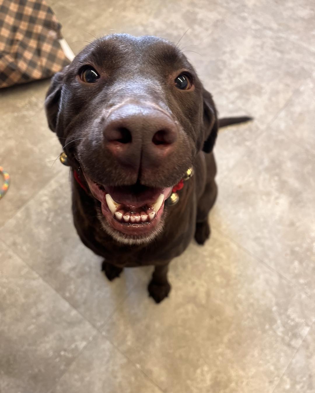 MEET MOLLIE! Mollie is a female Labrador retriever that is looking for ...