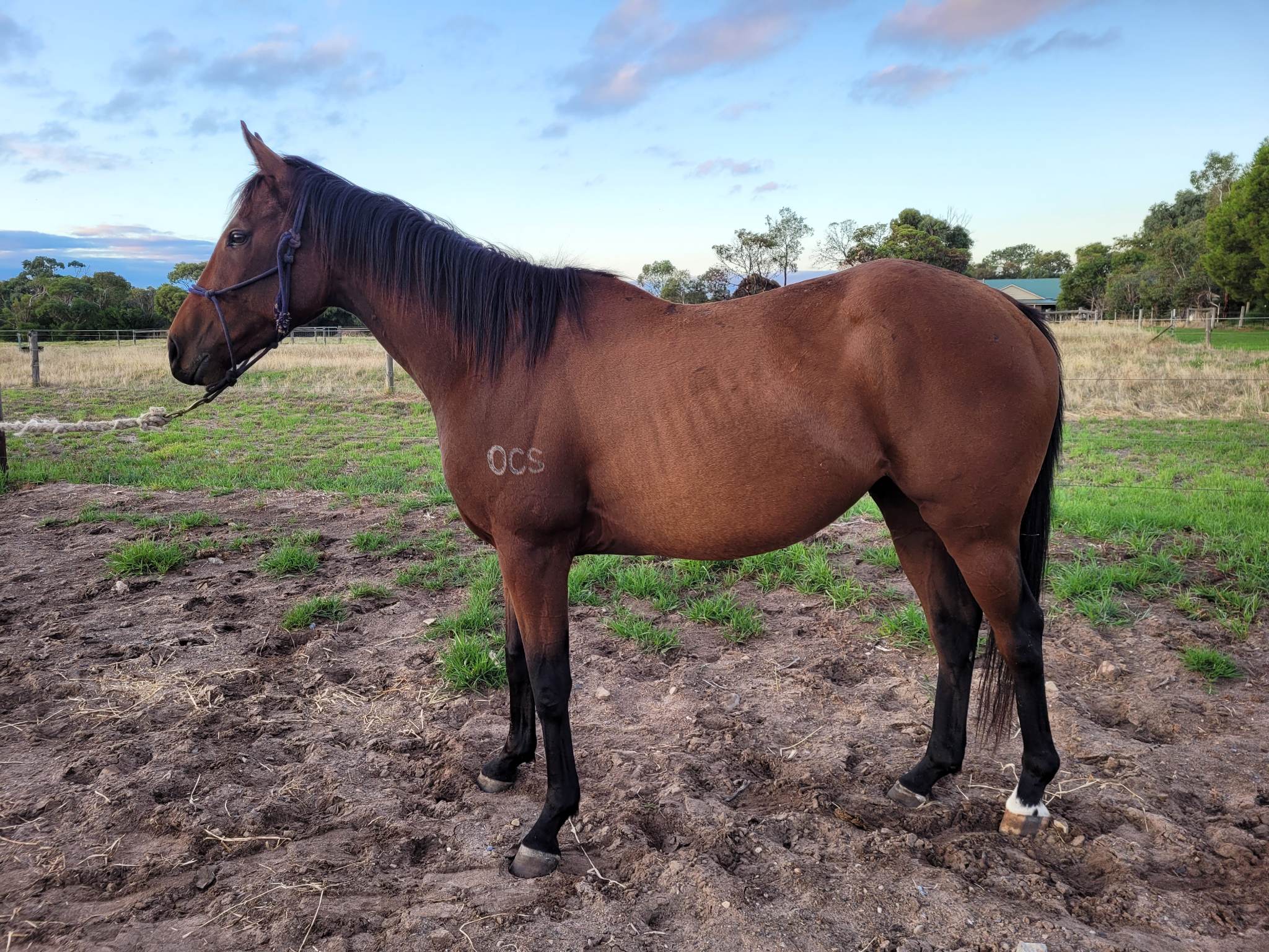 O'Leary - Harry – 3yo gelding by Danzcay out of Morpenny Miss. Broken ...