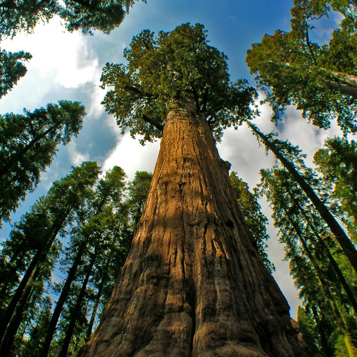 Kelly - Hey everyone, have you heard about the tallest tree in the ...