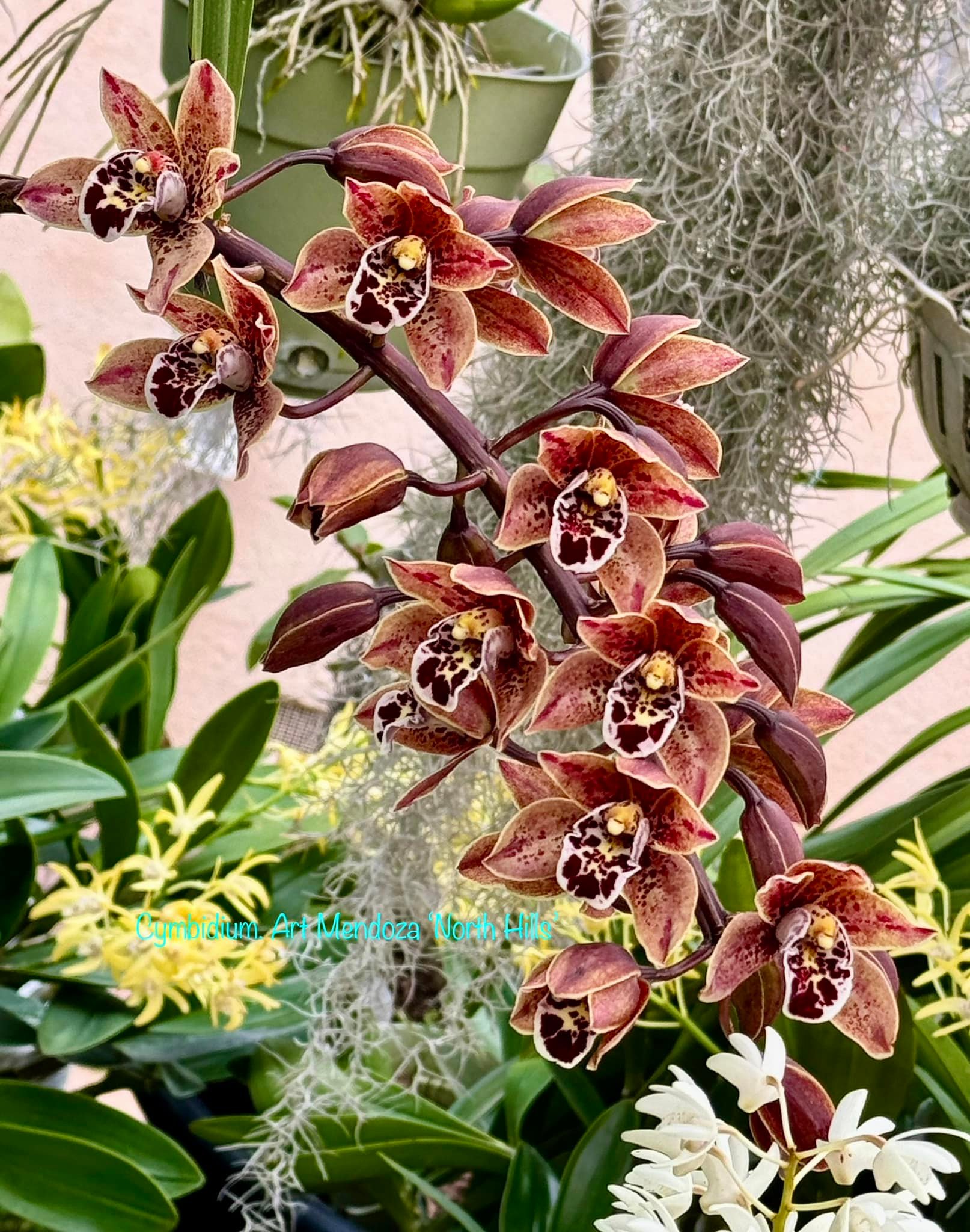 Cymbidium. Art Mendoza 'North Hills'.