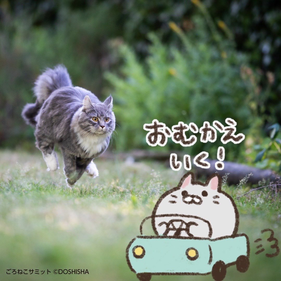 ごろねこサミット