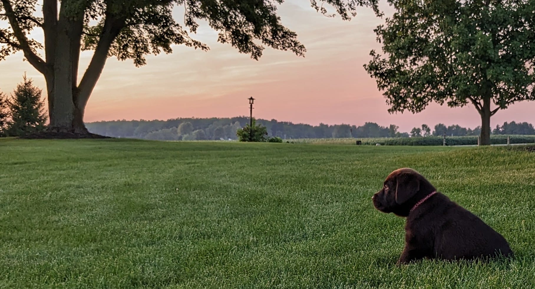 Show Time Labradors added a new photo. - Show Time Labradors
