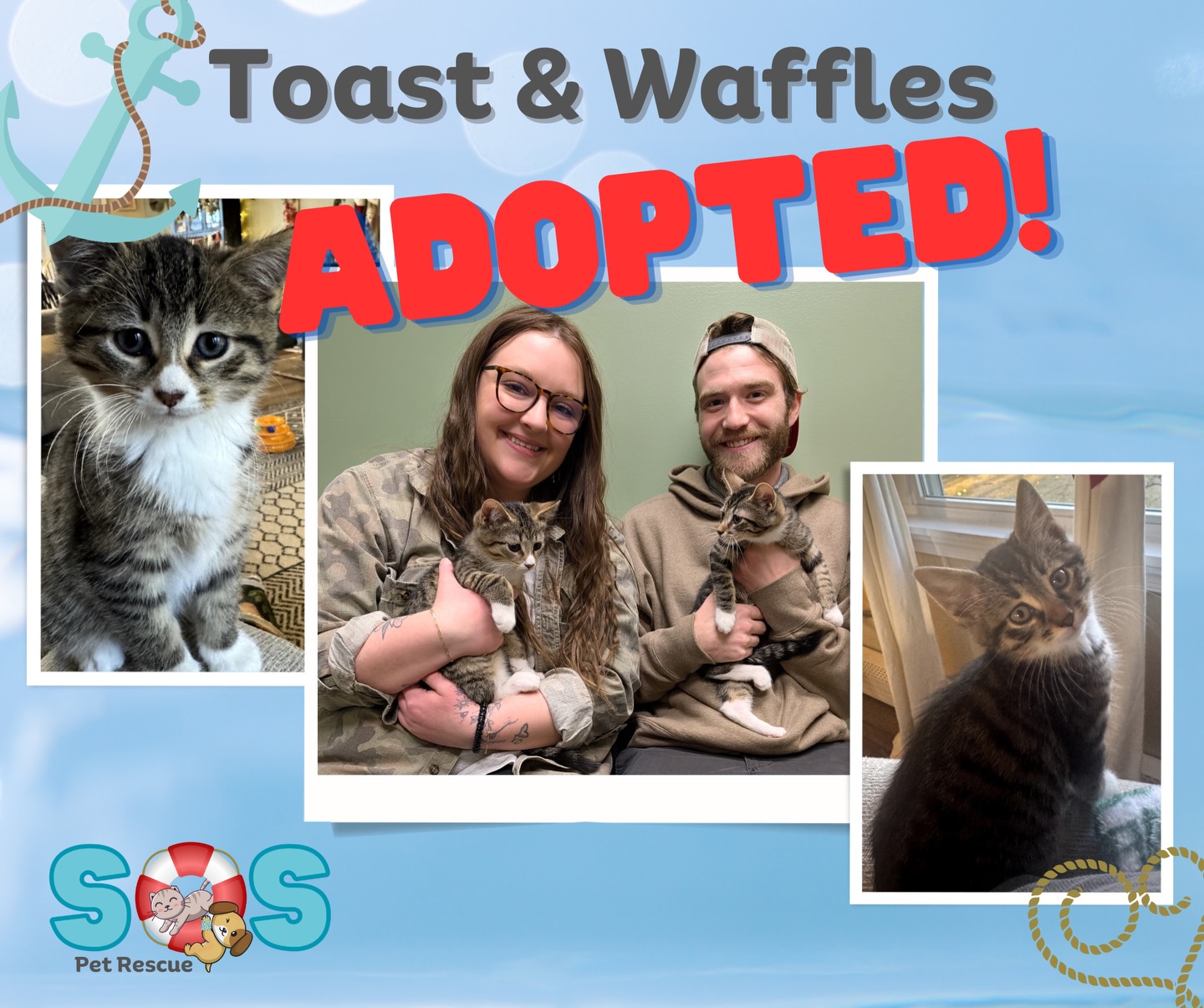 SOS Pet Rescue - The breakfast kittens are all loving... | Facebook
