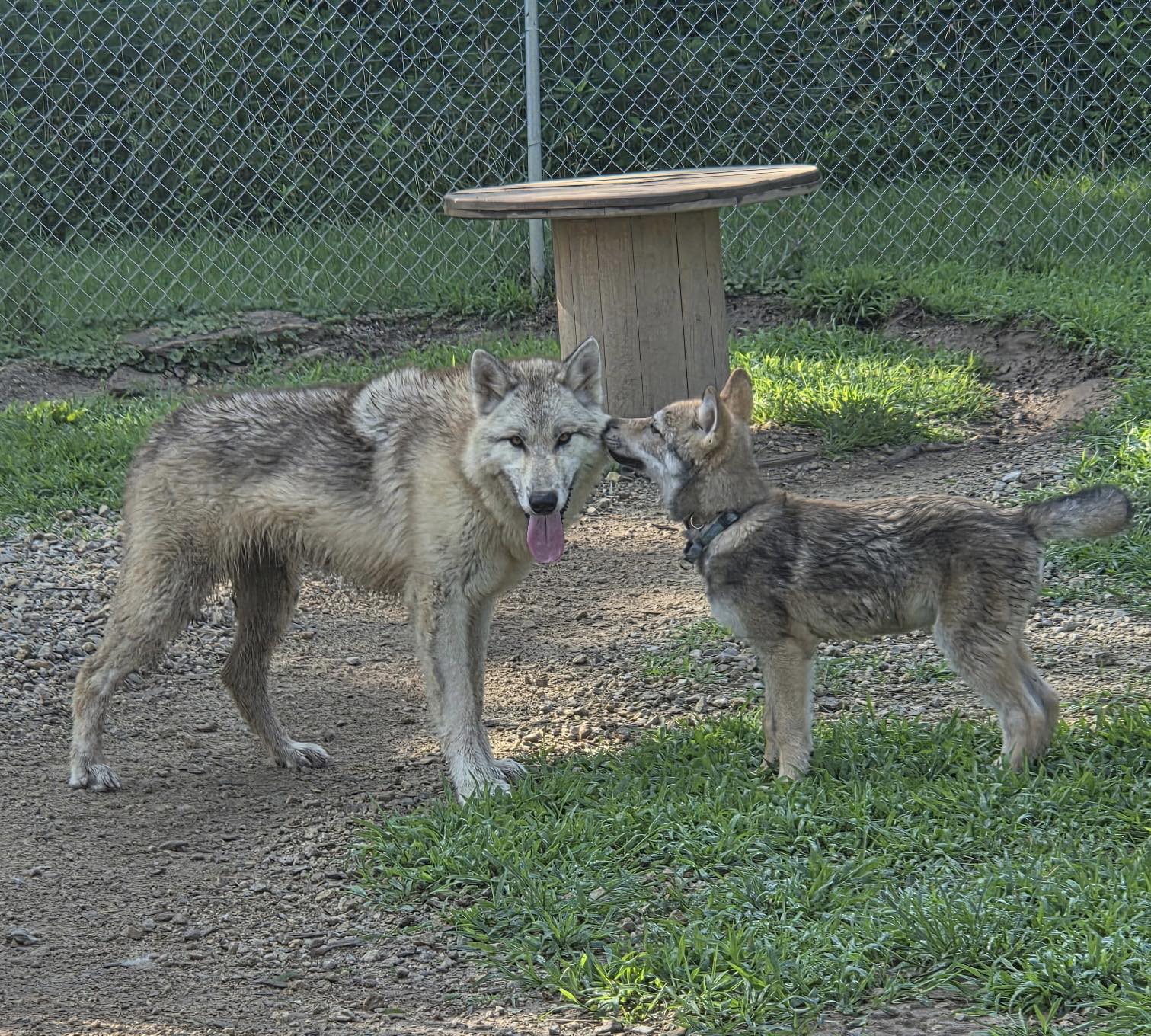 Lake Tahoe Wolf Rescue added a... - Lake Tahoe Wolf Rescue