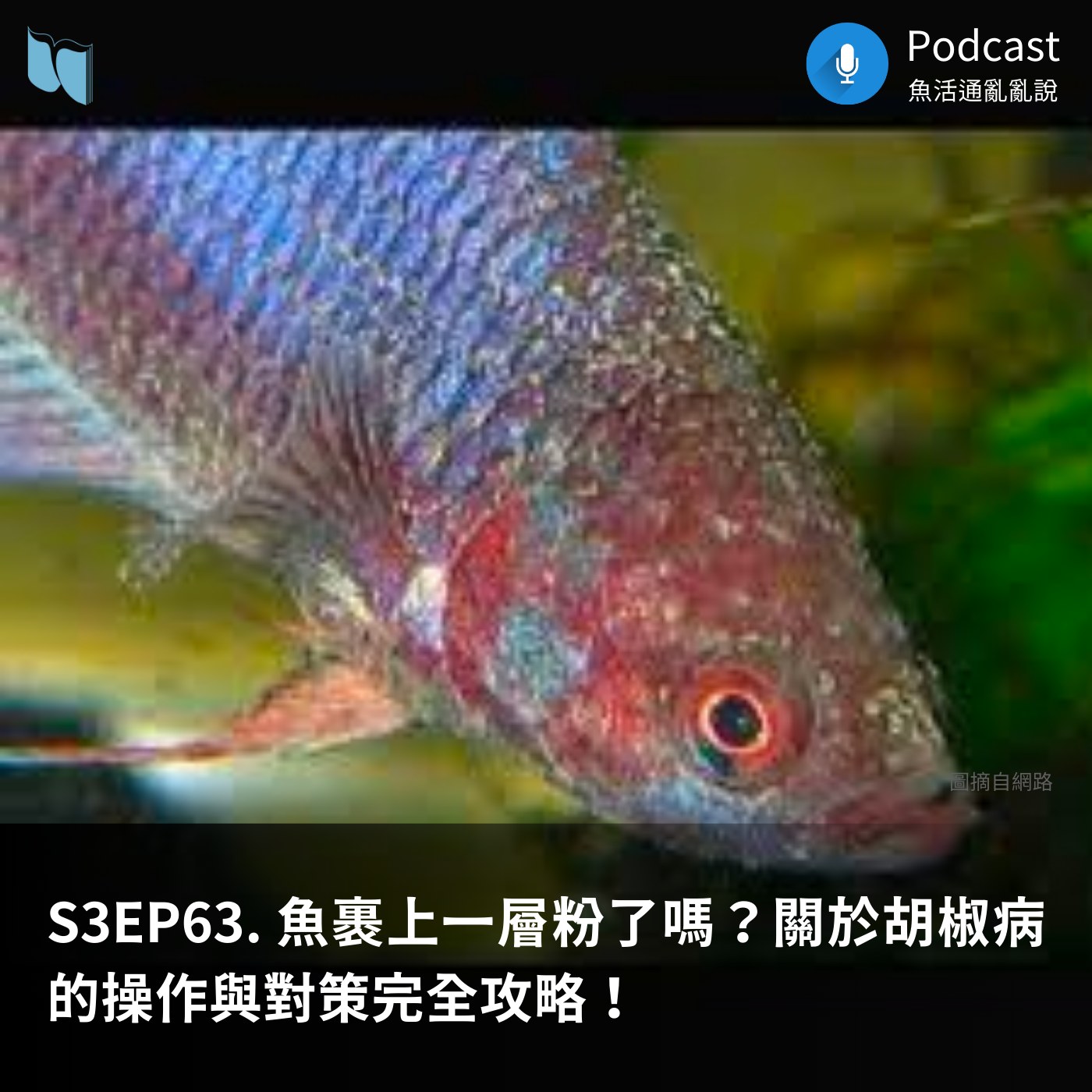 🐟 那些會在魚的身上有點點的疾病中... - 魚活通 Fish Act Inform | Facebook