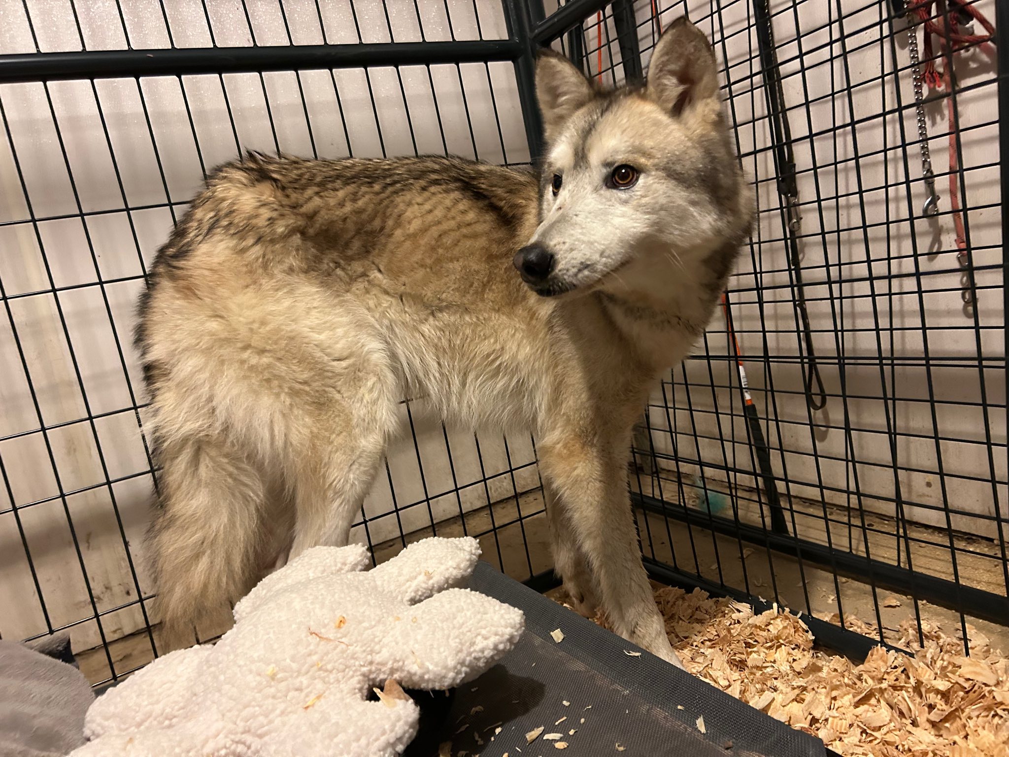 Red Riding Hood Rescue Project - a wolfdog rescue | Middletown OH