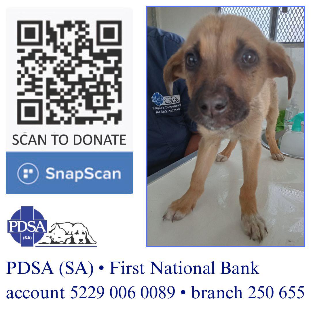 PDSA - 𝐒𝐢𝐜𝐤 𝐚𝐧𝐝 𝐢𝐧𝐣𝐮𝐫𝐞𝐝 𝐚𝐧𝐢𝐦𝐚𝐥𝐬 𝐢𝐧 𝐨𝐮𝐫 𝐜𝐨𝐦𝐦𝐮𝐧𝐢𝐭𝐲 𝐫𝐞𝐥𝐲 𝐨𝐧 𝐭𝐡𝐞 𝐏𝐃𝐒𝐀. We ...