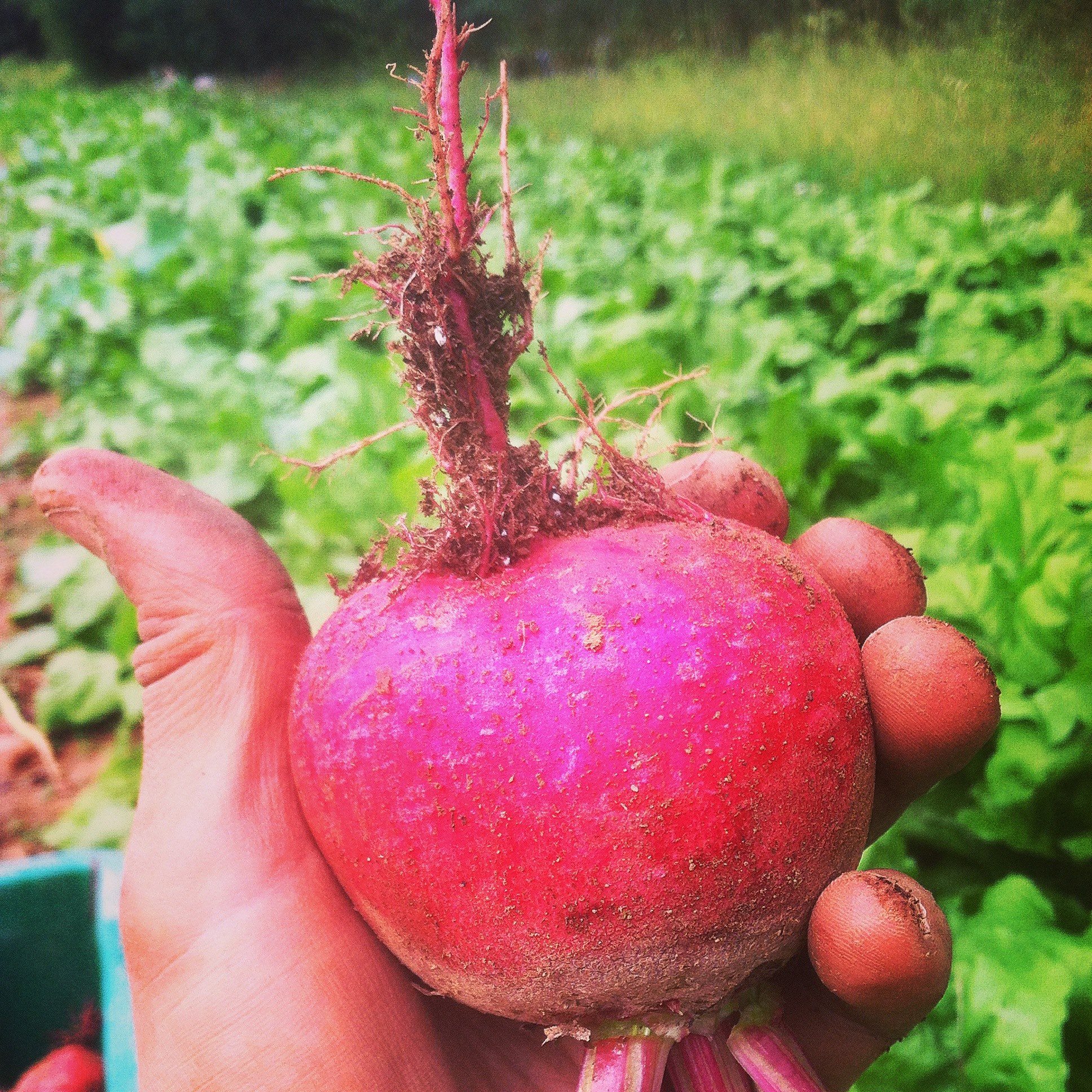Ralston Farm
