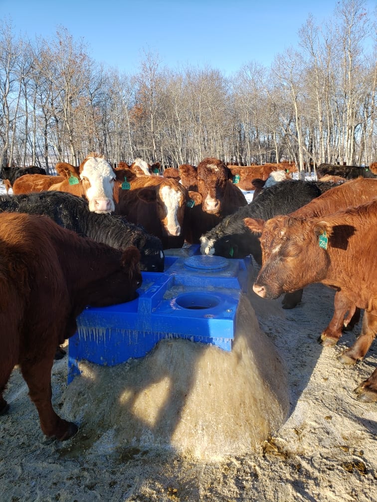 Mebs Ranch Ltd. | Broadview SK