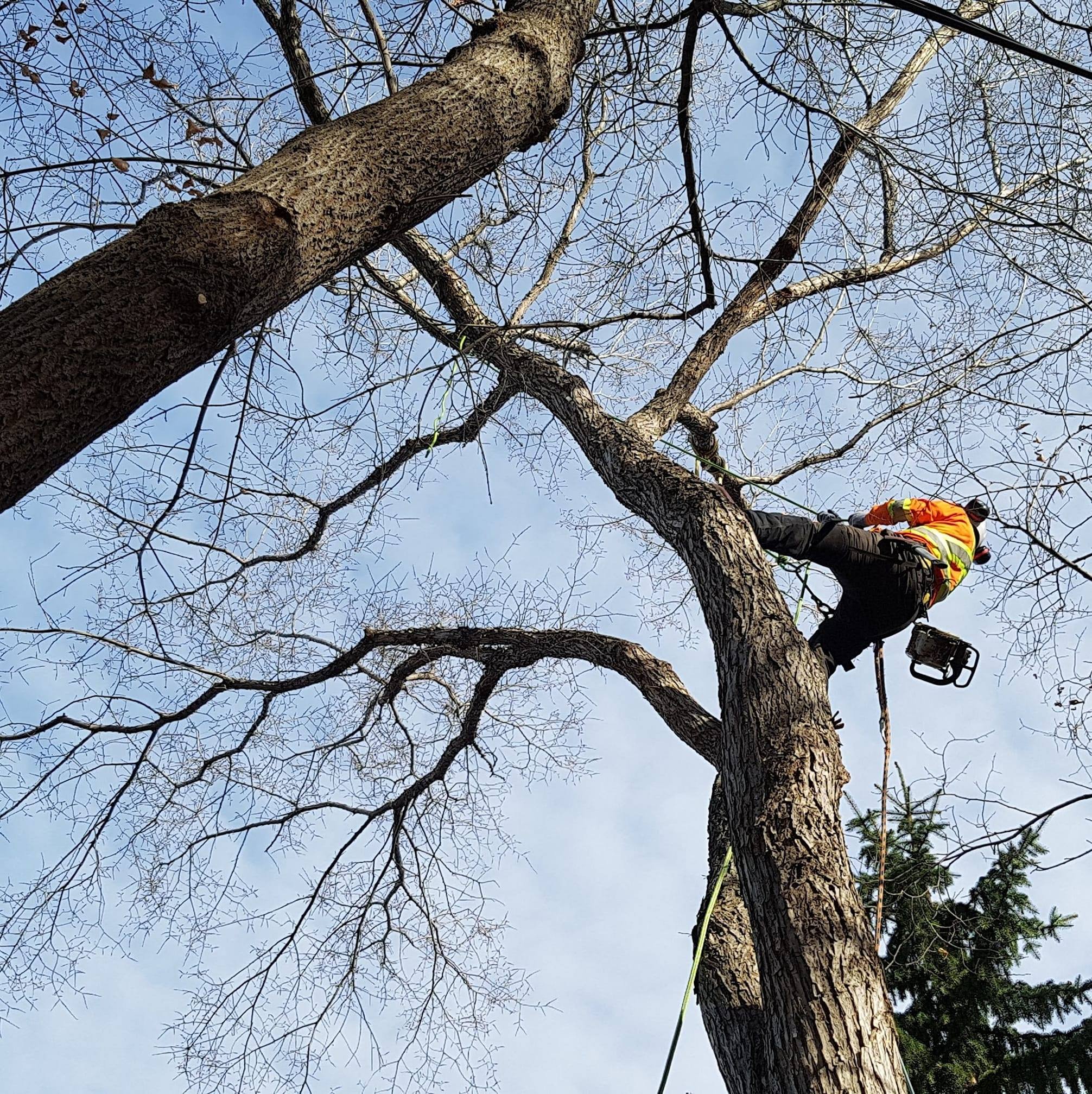 Blaine Jack - Tree Dude