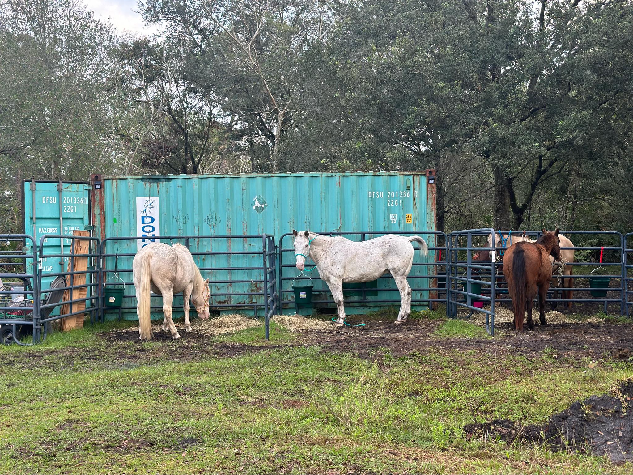 How it started!... - CB Equine Services at Red Flag Ranch | Facebook