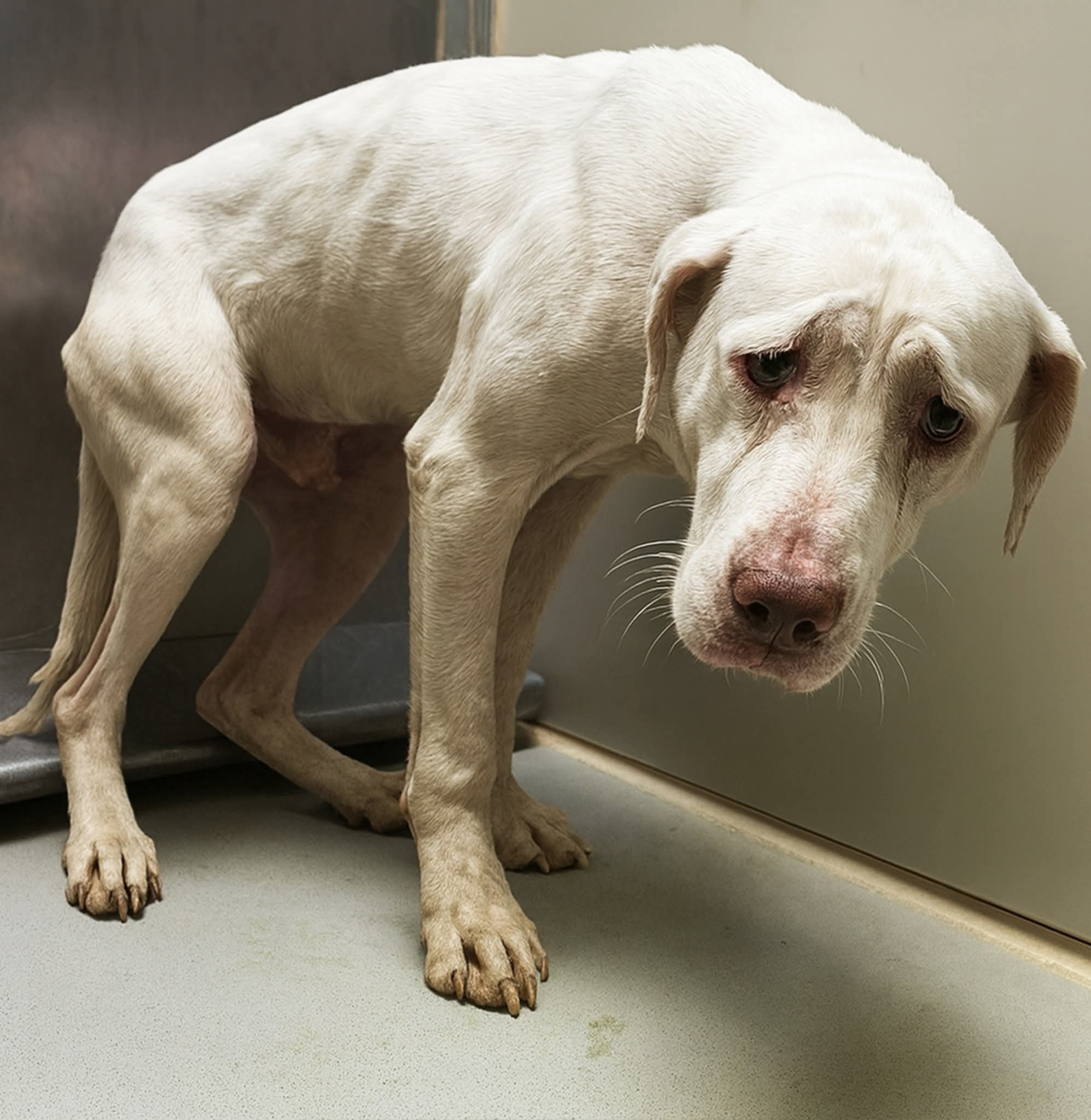 Nadia - 🆘 URGENT – RESCUE PULL ONLY 🆘 Past Deadline – Euth Risk ID ...