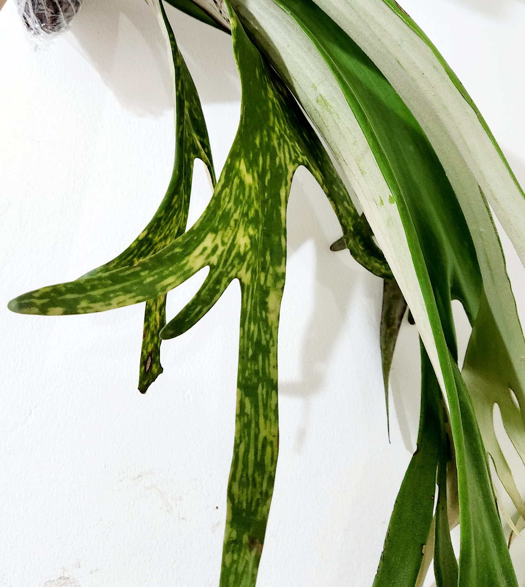 Platycerium Willinckii Variegated 🥰
