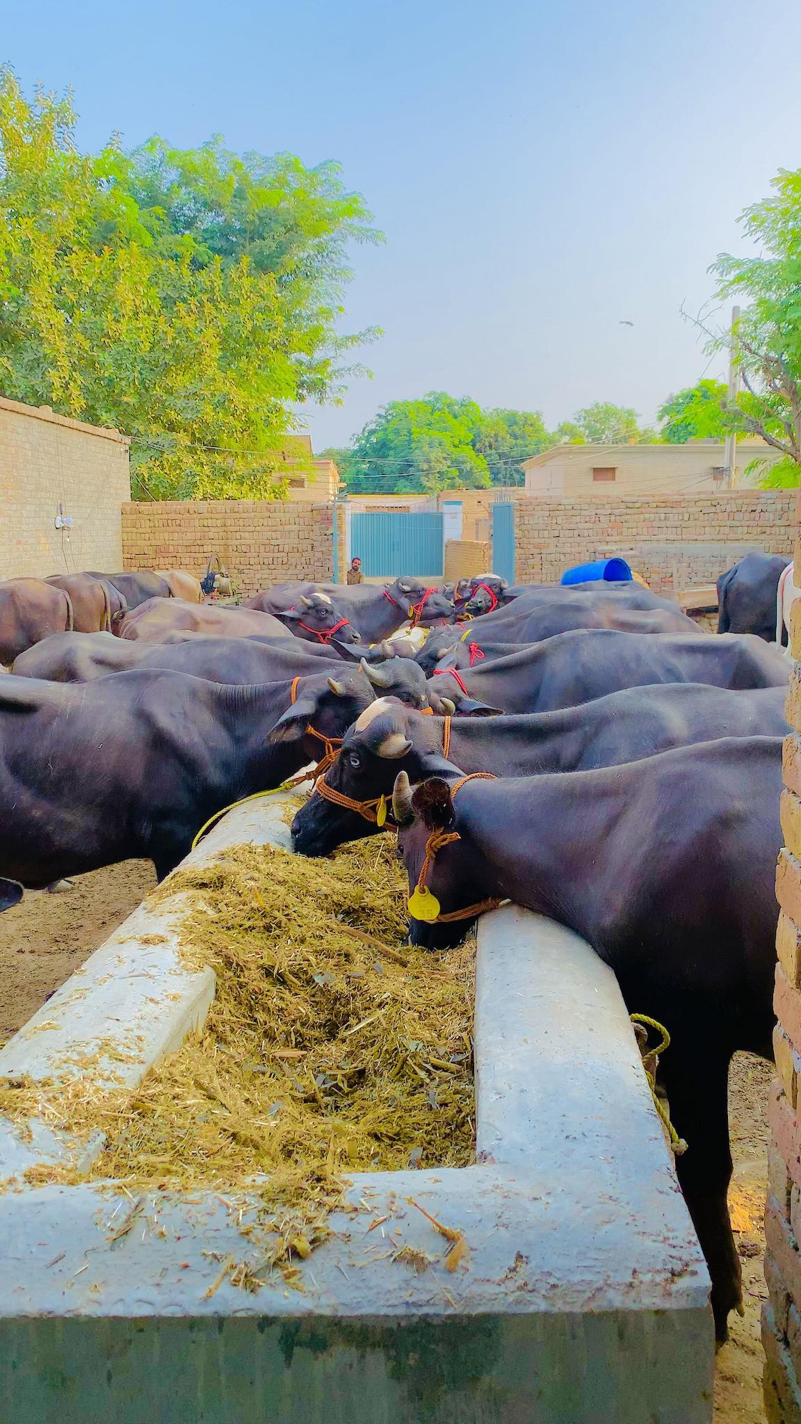 Laghari Katta Farm