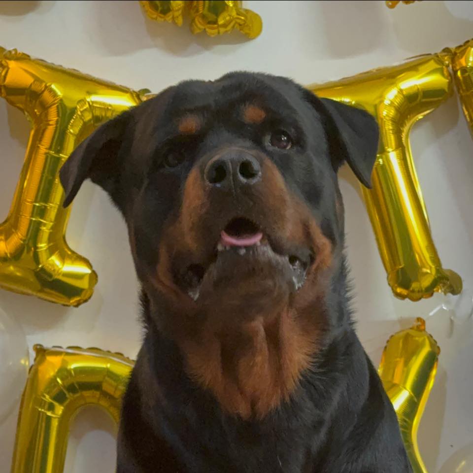 Let’s see 🤩 #dramakking #petoftheday #instagood #reels #rottweilers_of ...