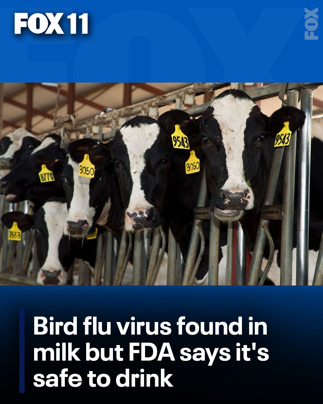 FOX - Pasteurized milk is still safe to drink despite traces of bird ...