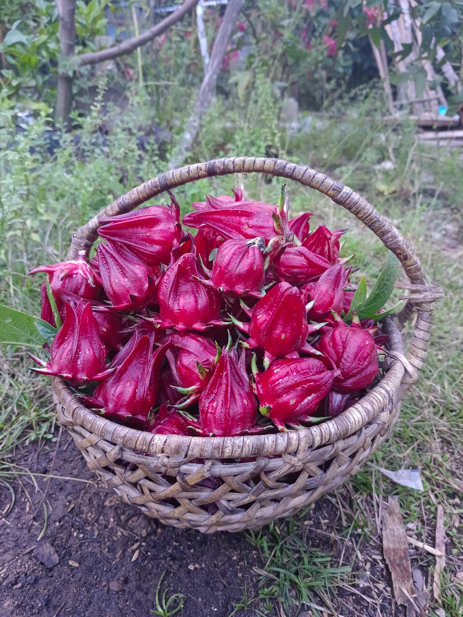 Everyday Agriculture