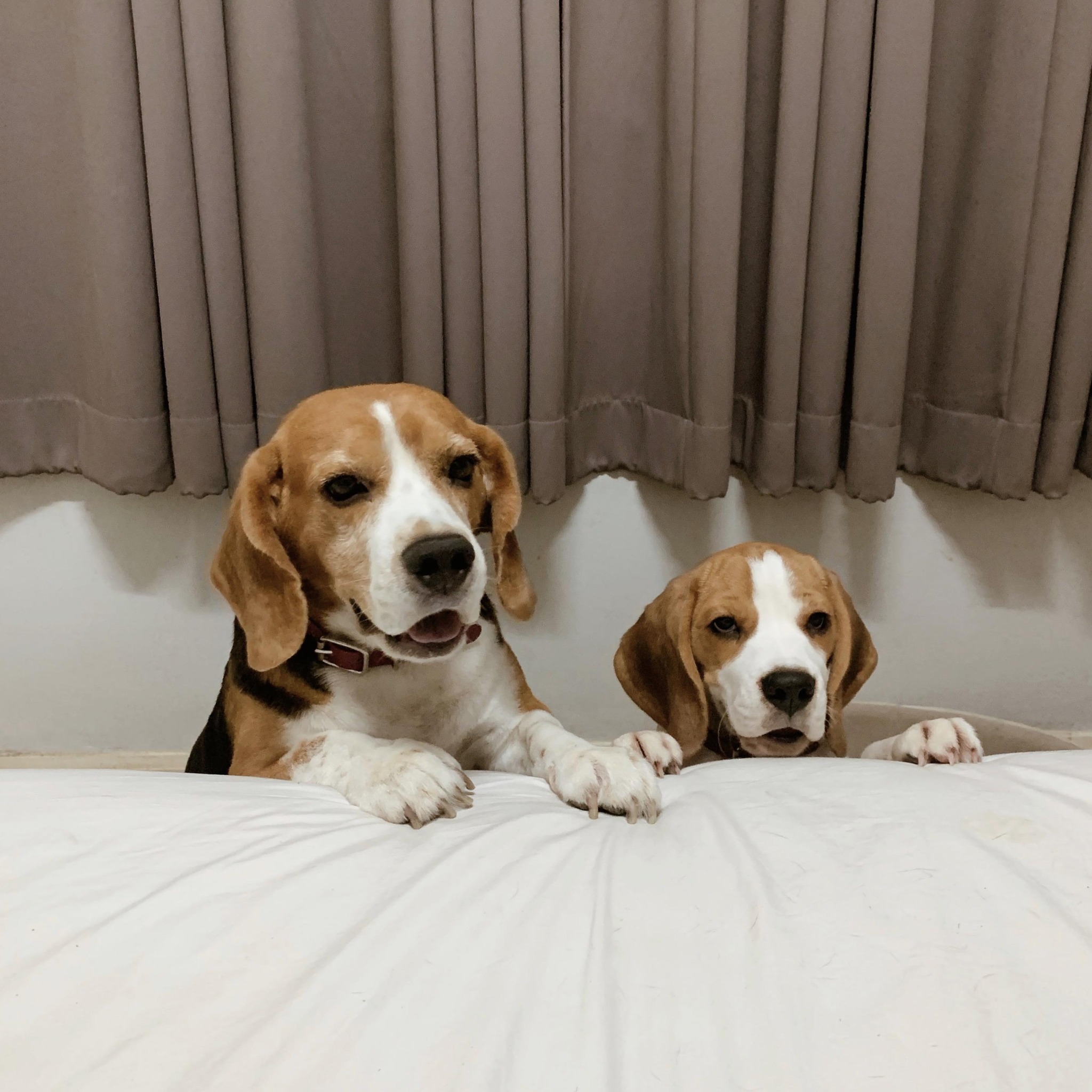 Pukan & Moogon