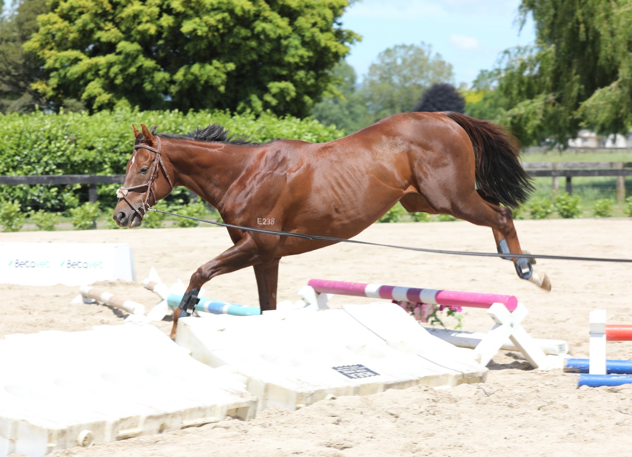 EventStars Ltd - Mickey taking a spin around some jumps on... | Facebook