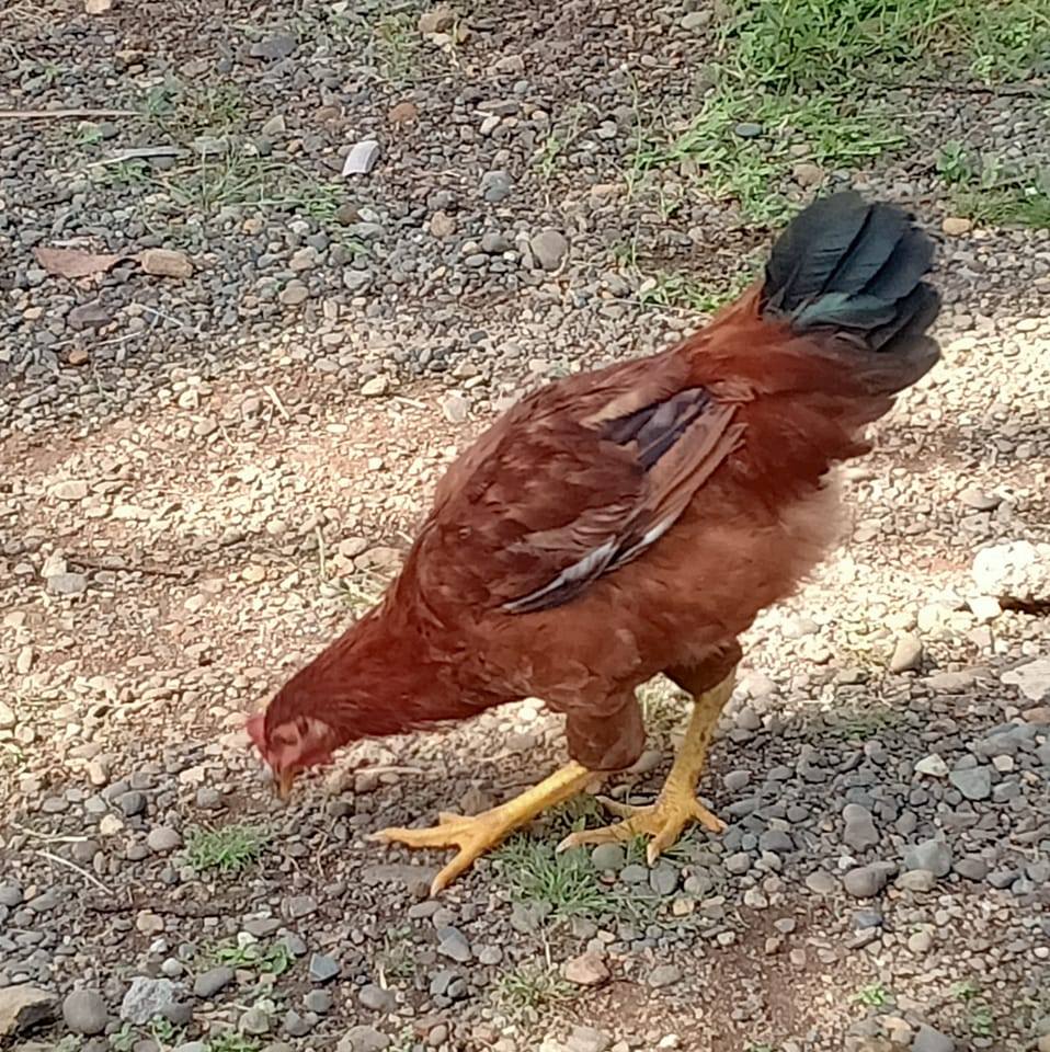 Native Chicken