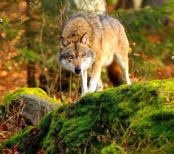 Ena’s - 🌕 Meet the American Red Wolf — the only wolf found exclusively ...