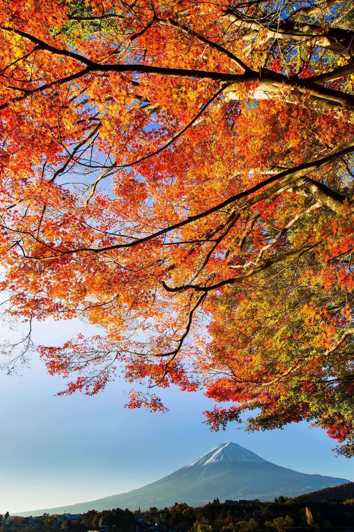 Mount Fuji in autumn from Lake Kawaguchi in Yamanashi Prefecture