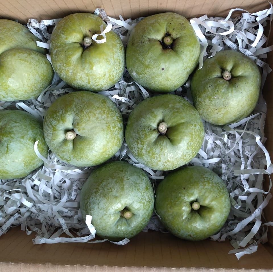 東東生態農場-白柿、黃金果、黑柿等果樹世界-World of White sapote Abiu Black sapote and ...