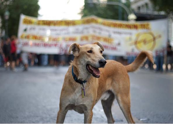 LOUK the Greek Riot Dog