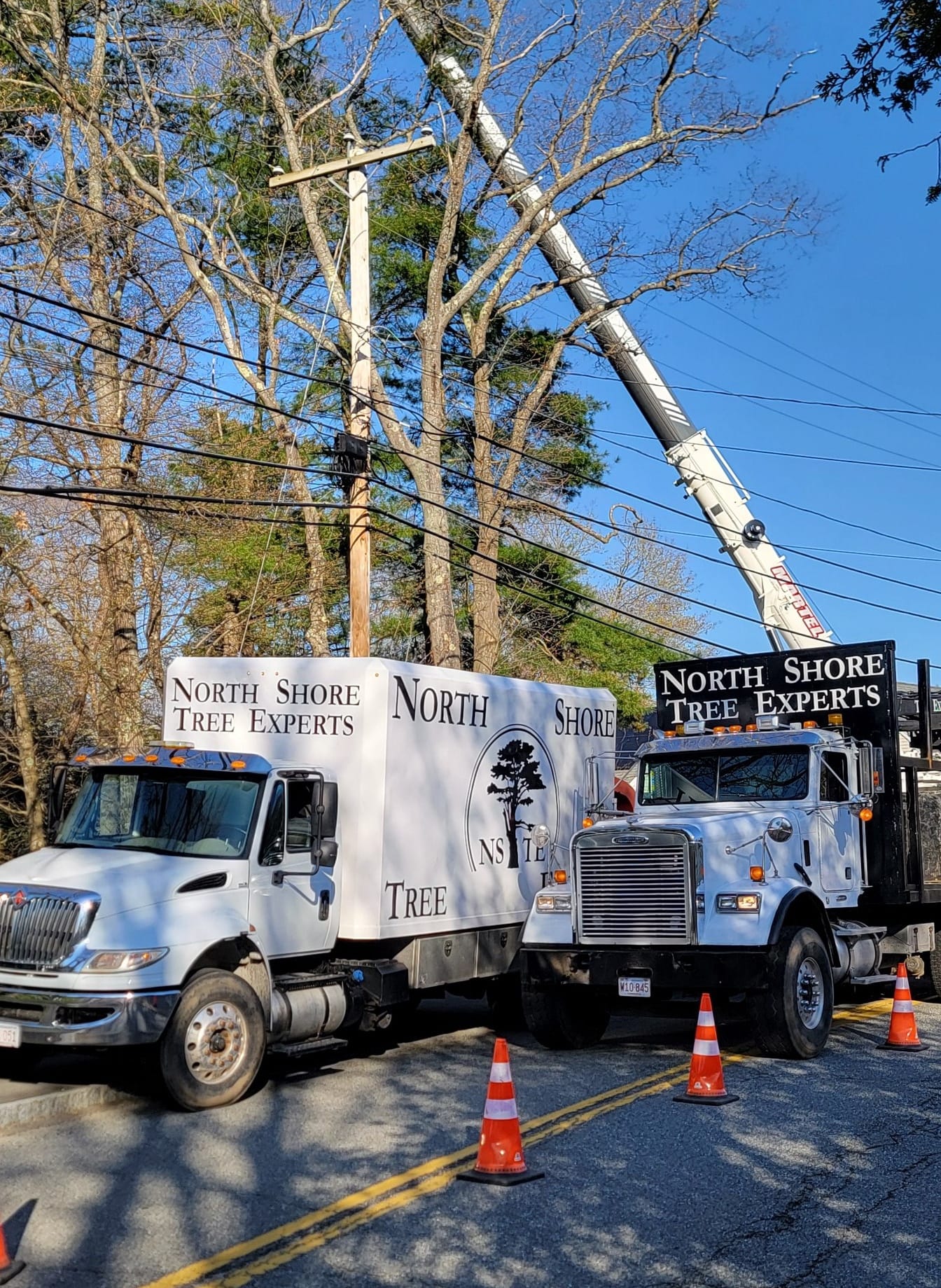 North Shore Tree Experts | Danvers MA