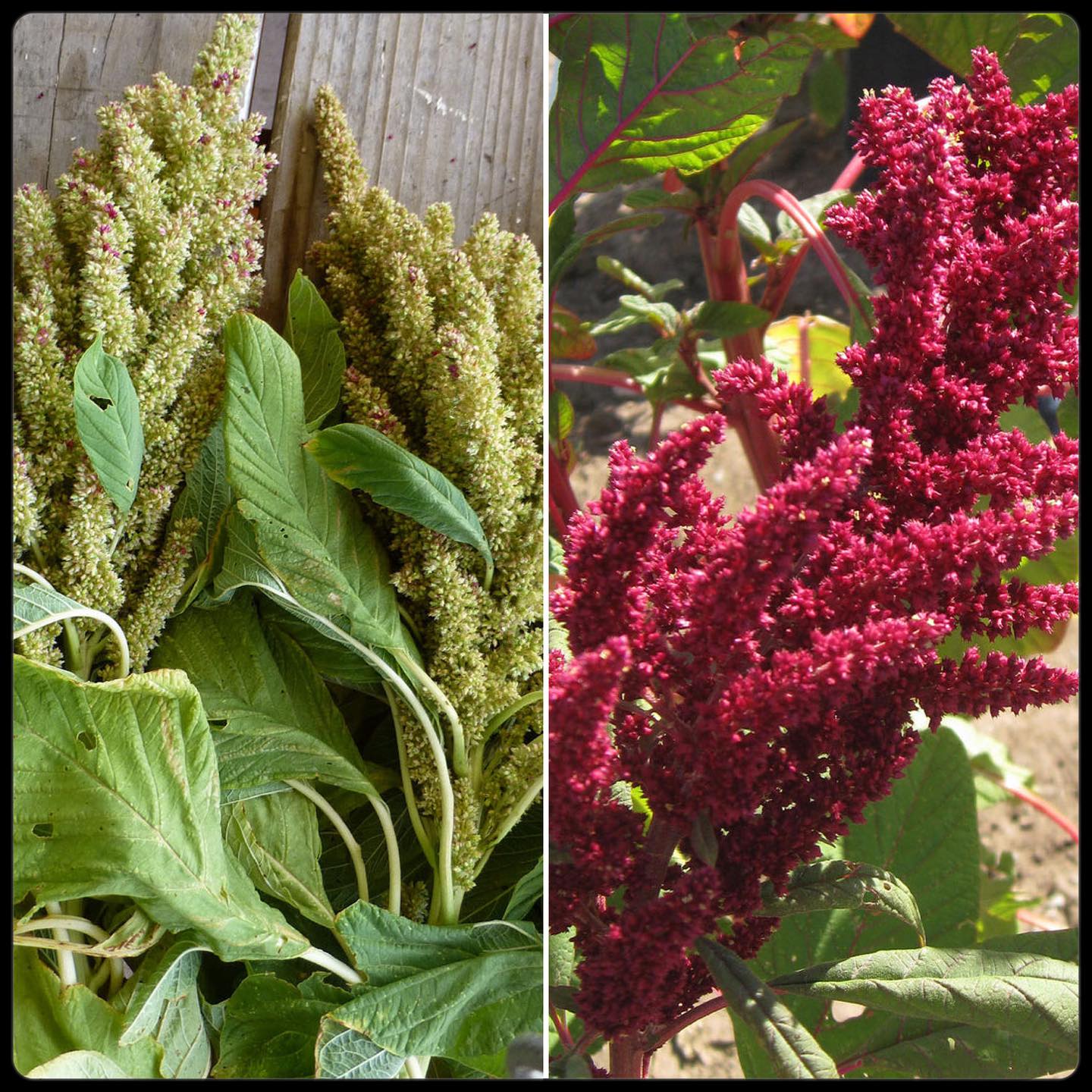 Spadefoot - Monsoon season is here, the perfect time to plant amaranth ...