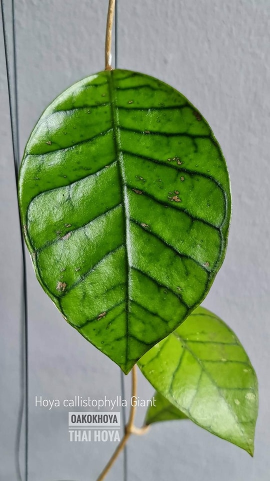 Hoya callistophylla (Giant) 🦋 #OakOkHoya 🇹🇭 #Hoya #HoyaPlant