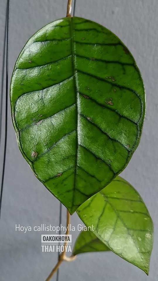 Hoya callistophylla (Giant) 🦋 #OakOkHoya 🇹🇭 #Hoya #HoyaPlant