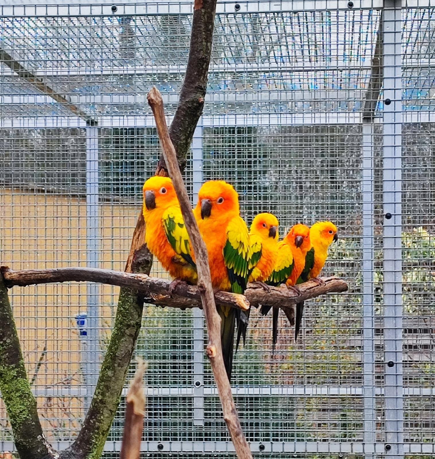 Exotic Bird Sanctuary Reference: South East Kent South East Kent Exotic Bird Sanctuary Uk