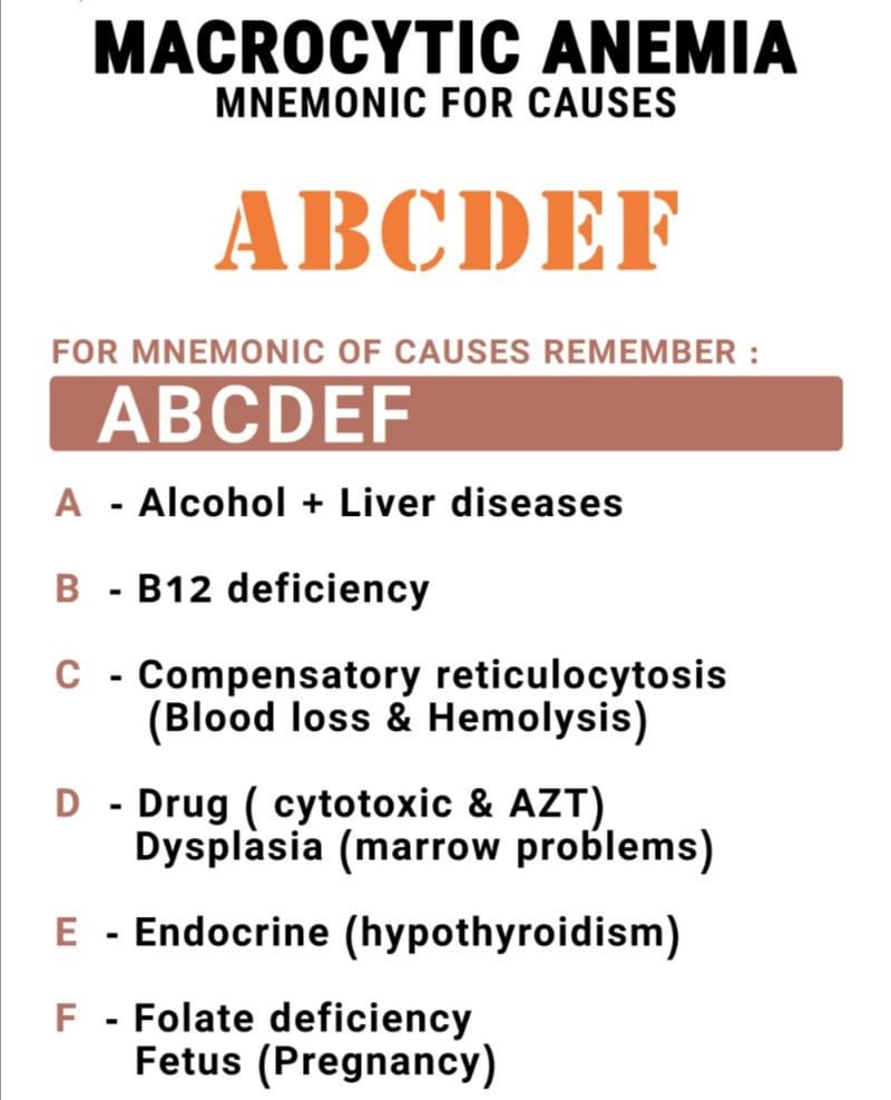 🧠 MACROCYTIC ANEMIA Mnemonic for... - Hematology Society HS