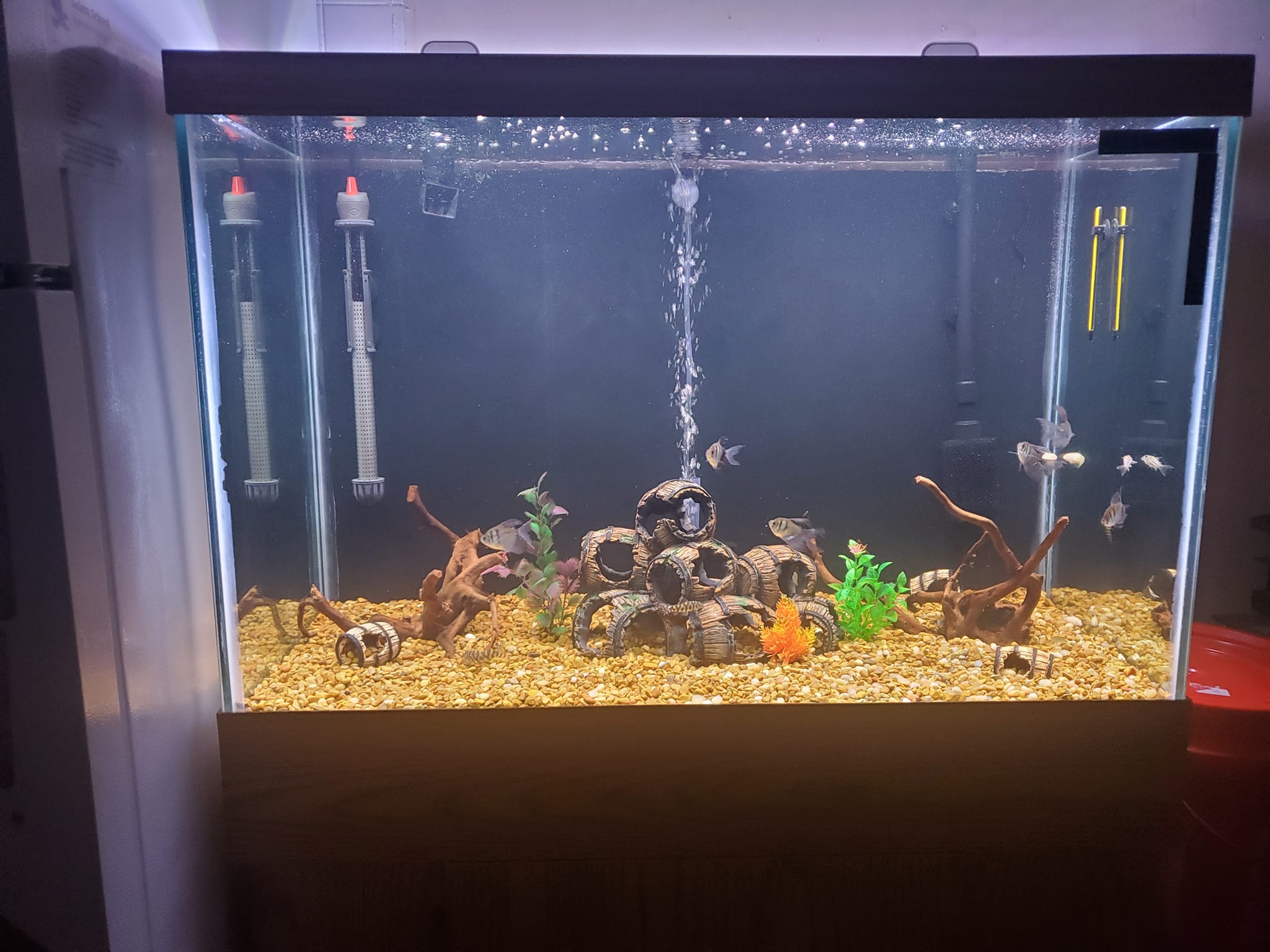 Setting up a 65 gallon fish tank for beginners